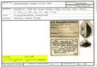 Karteikarte zum Holotyp von Polymorphina dispar Stache, 1864